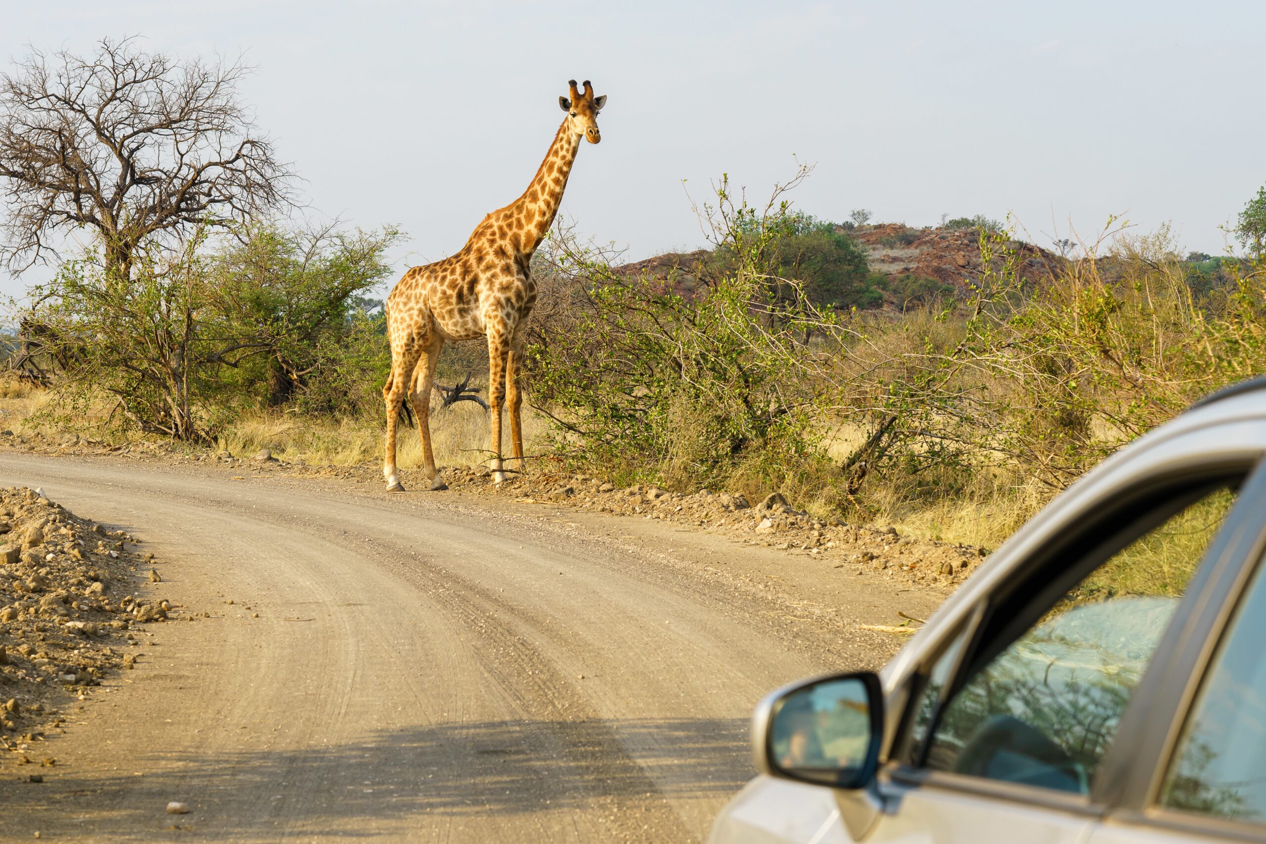 Closeup shot of a silver car approaching a giraffe in the safari